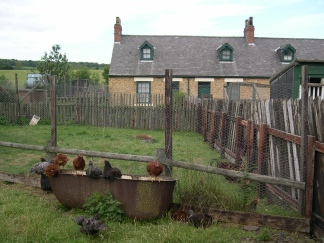 The garden of a pit cottage at Beamish Open Air Museum. 